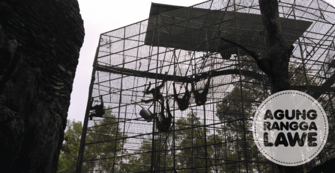 beberapa orang utan sedang bergelantungan