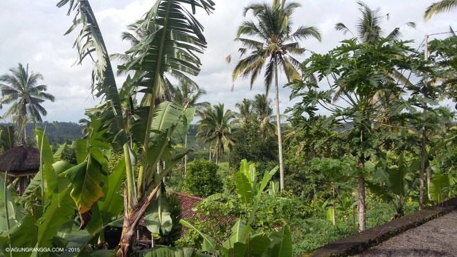 pemandangan dari atas Pura Puncak