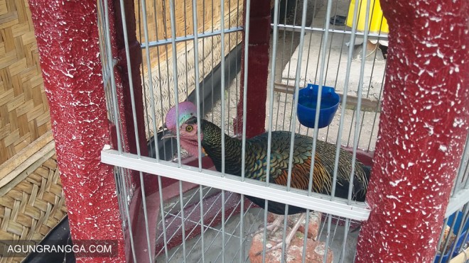 salah satu binatang kurban