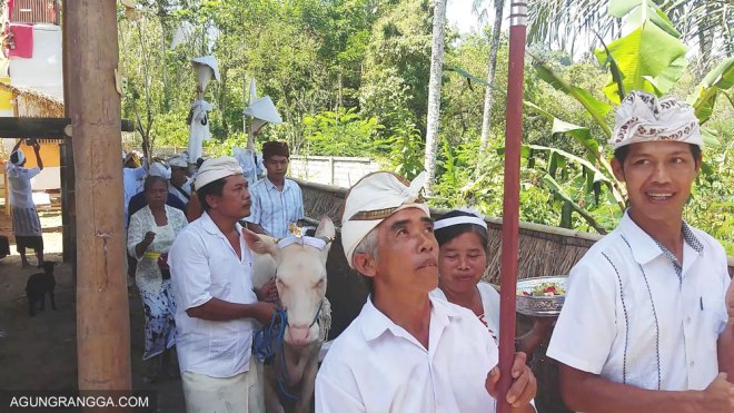 lembu putih yang diarak