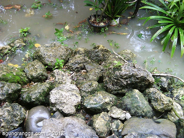 batu-batu di kebun
