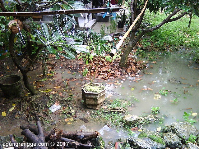 kebun yang kini becek