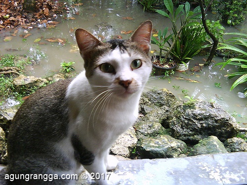kucing yang turut merenungi nasib