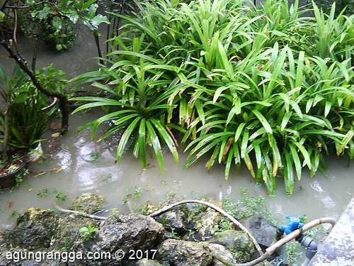 pandannya hampir tenggelam