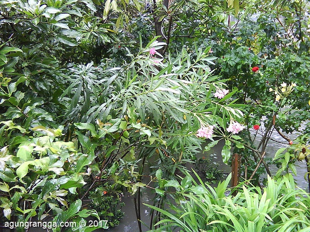 pohon yang nunduk gara2 hujan