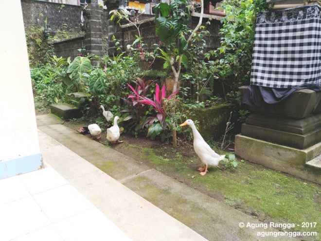 bebek sedang bermain