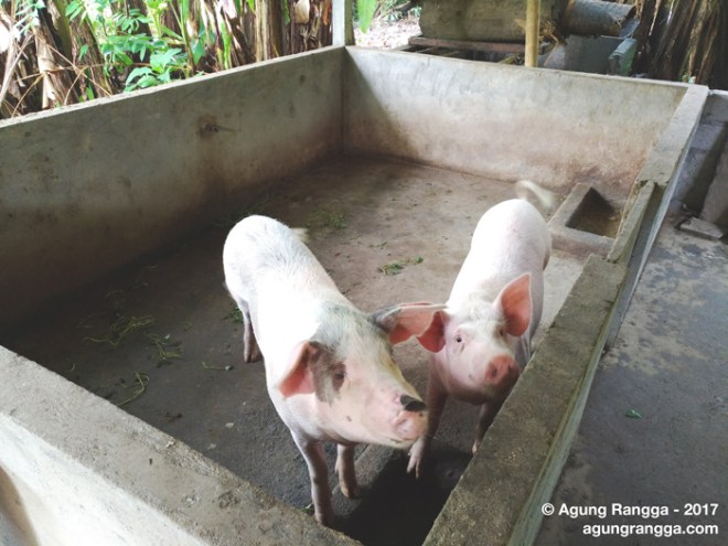 dua ekor babi di kandang