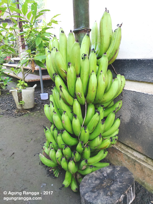 panen pisang