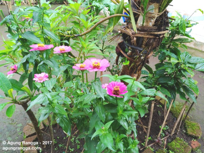 pohon bunga di pekarangan rumah